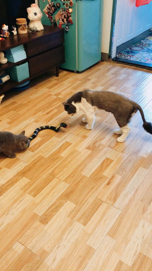 怎么买有属性宠物猫