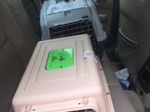 宠物猫怎么运送到香港