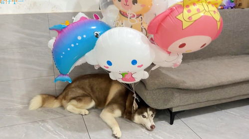宠物狗上绑气球怎么绑好看