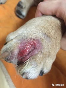 宠物狗便血异物怎么办啊