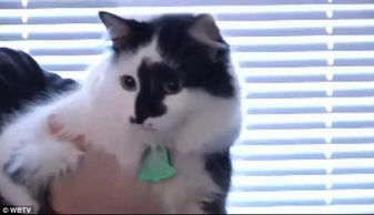怎么在家园喂养宠物猫