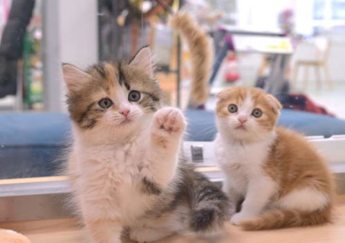 灰耳朵宠物猫怎么养