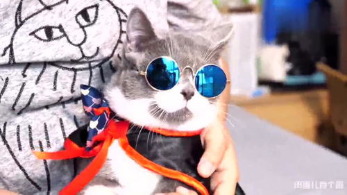 老妈的宠物猫怎么养