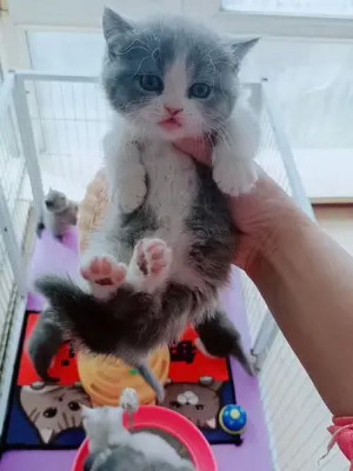 当你家多了只宠物猫怎么办