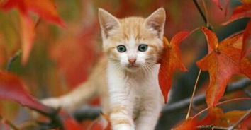 怎么去掉宠物猫味