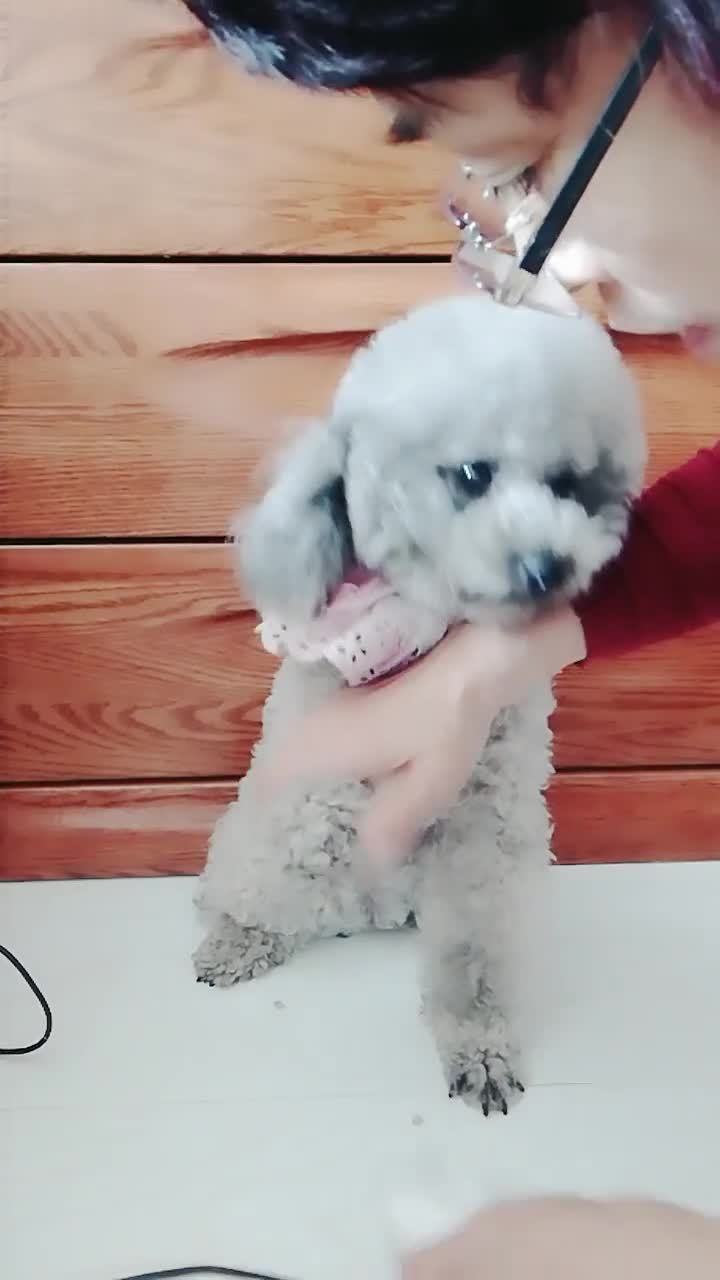 宠物狗剃爪毛怎么办啊