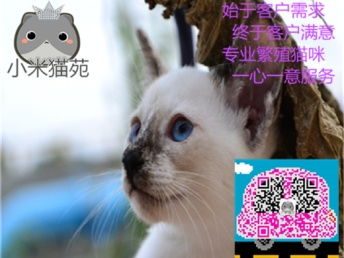 卖宠物猫怎么样赚钱快