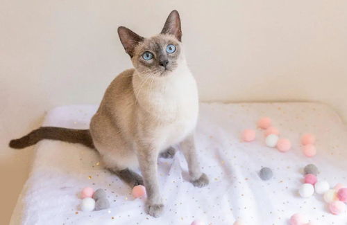 宠物猫怎么养怎么打理