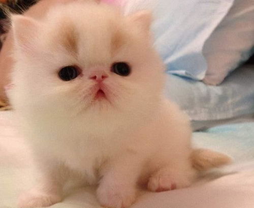宠物狗怎么喂猫吃东西的