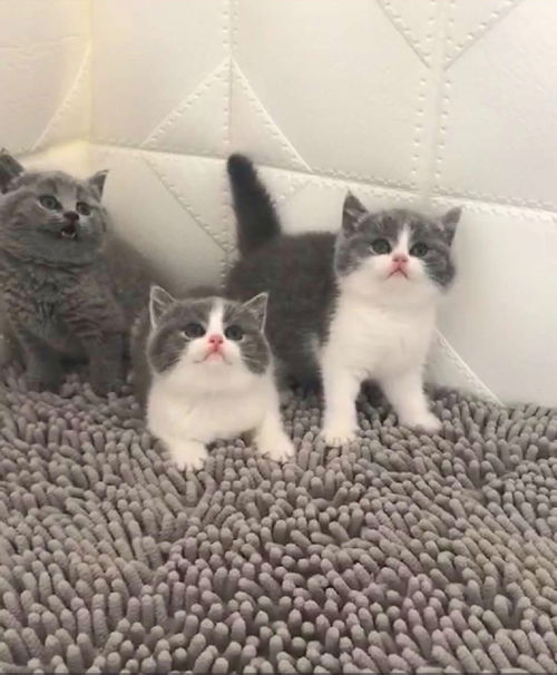 无货源卖宠物猫怎么样啊