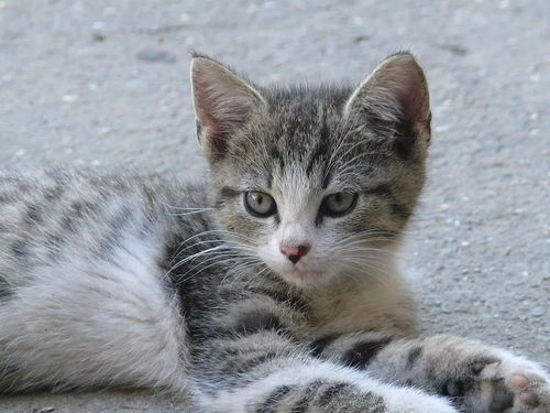 宠物猫器官捐献怎么捐