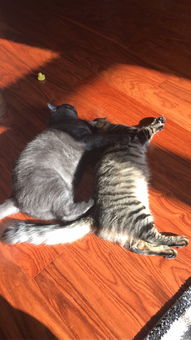 怎么能让宠物猫晚上不叫