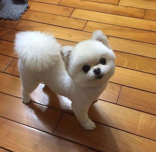 怎么给宠物狗博美剪毛呢