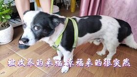 发现流浪宠物狗怎么办呢