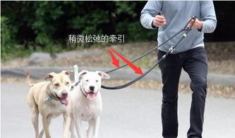 宠物狗的牵引绳怎么套