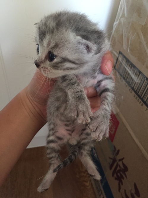 宠物猫怎么繁育出来