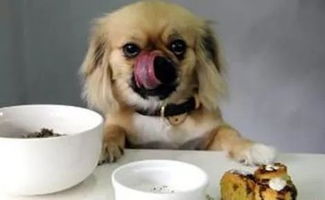 宠物狗吃饭都吐怎么办啊