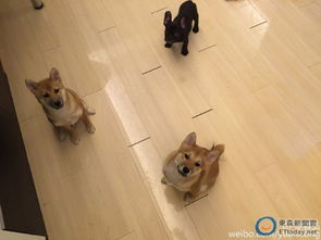 怎么在家里养宠物狗呢呢