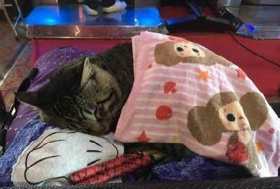 怎么带宠物猫坐车出去
