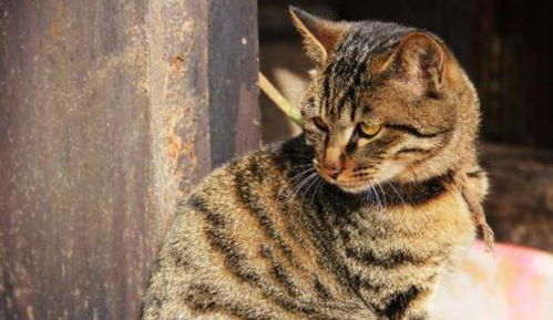 土猫怎么当宠物猫卖