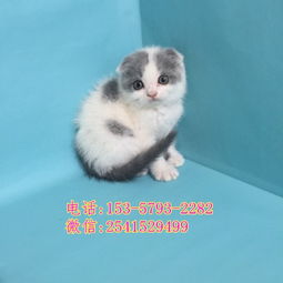 怎么才能低价买宠物猫