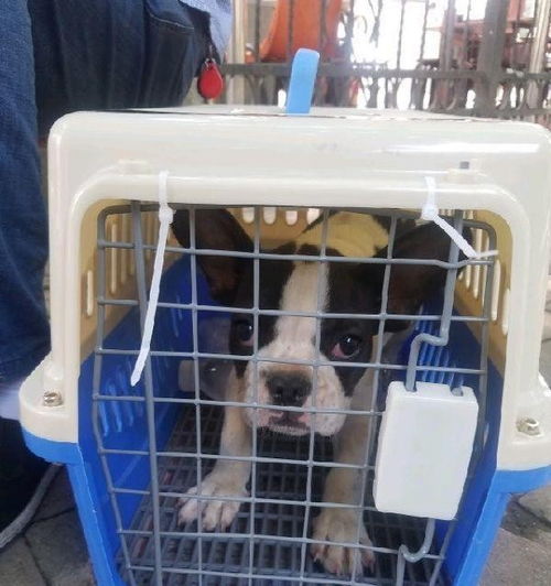 国内怎么托运宠物猫