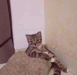三亚怎么寄宠物猫到国外