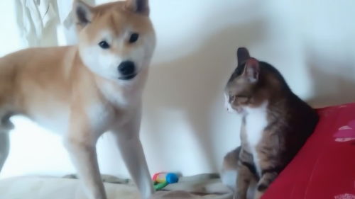 宠物狗与猫打架怎么办呢