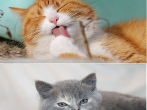 宠物猫怎么推广销售