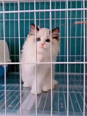 宠物猫怎么形成的