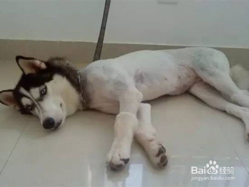 宠物狗剃毛会怎么样吗