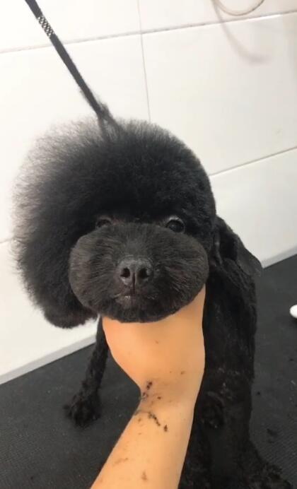 泰迪狗黑色多少钱一只