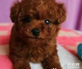 宠物狗卷毛小只怎么办啊