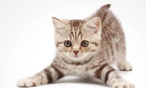 宠物猫不理宠物猫怎么办