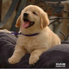 金毛犬幼崽多少钱一只