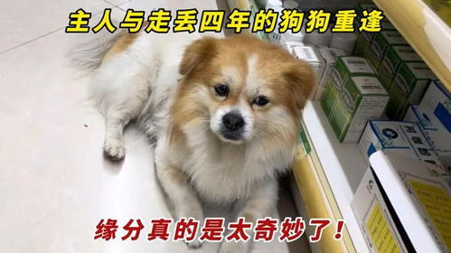 走丢的宠物狗会怎么样