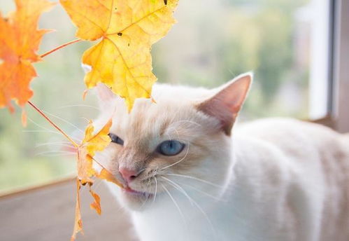 宠物猫怎么防咬人