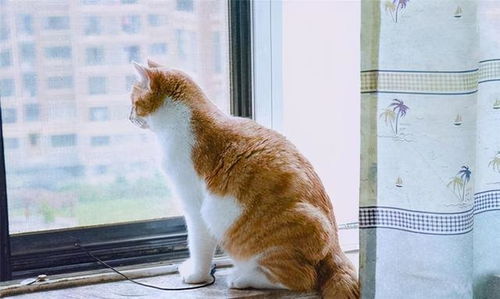 宠物猫怎么寄回家的