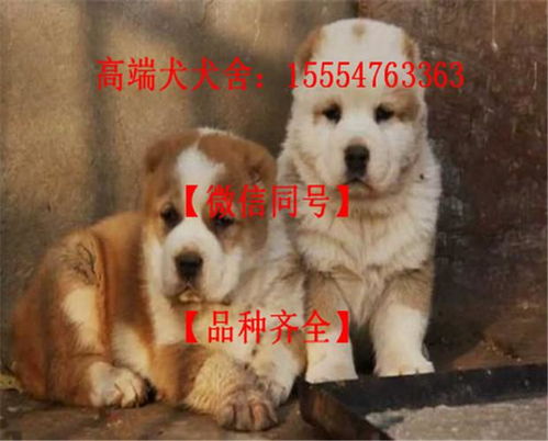 中亚幼犬多少钱一只