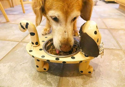 宠物狗减脂餐怎么吃的好