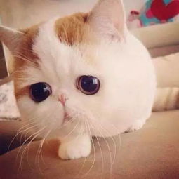 宠物猫怎么剪毛的教程