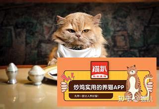 宠物猫吃饭怎么吃