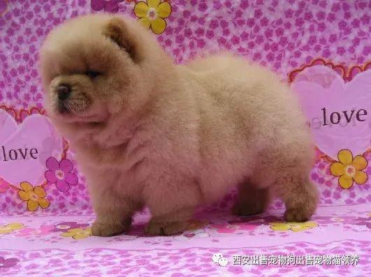 怎么出售宠物猫狗狗呢