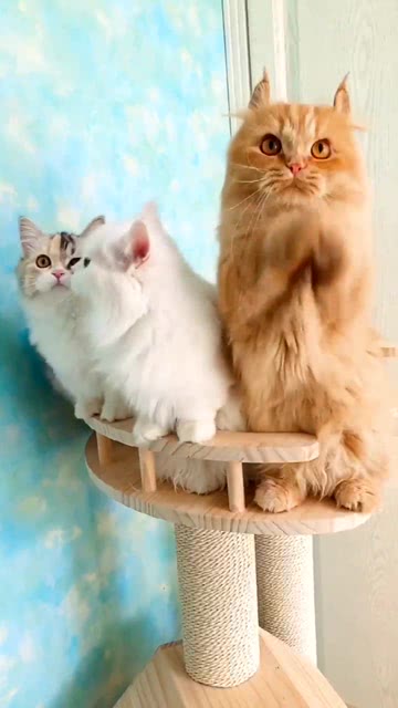 怎么养密友宠物猫