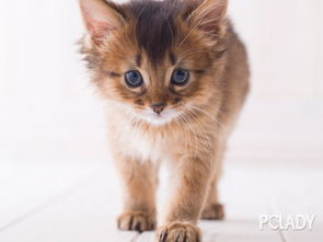 宠物猫好动怎么办