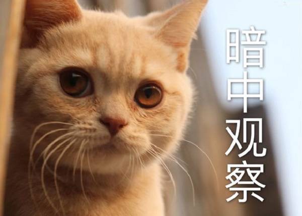 养宠物猫有蟑螂怎么办啊