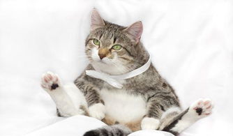 怎么修剪宠物猫毛