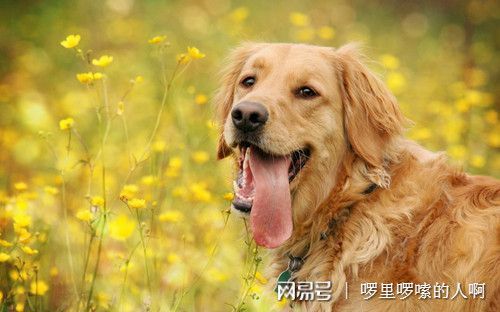 宠物狗的嘴腥臭怎么办