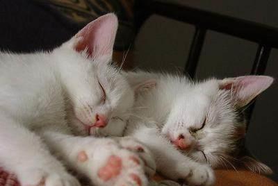 宠物猫怎么防止跑