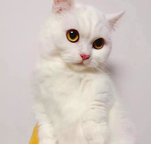 宠物猫怎么挑选品相